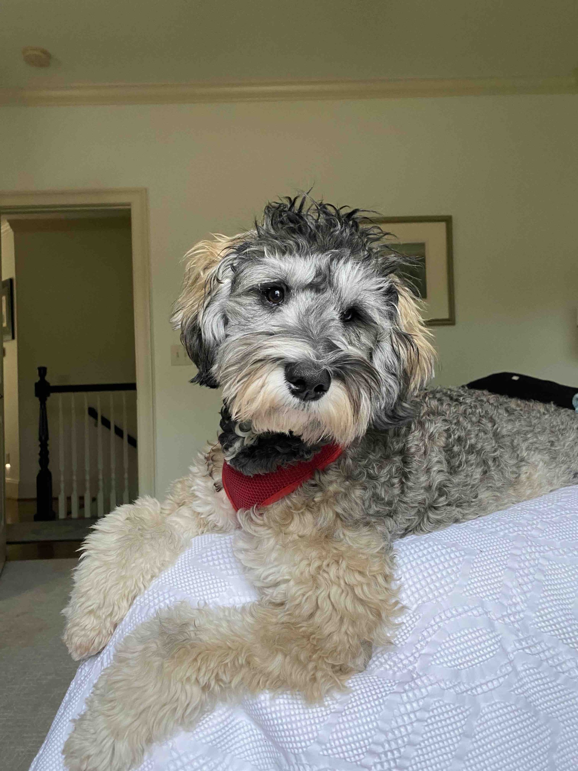 Pet sitting a golden doodle in Greenville, SC